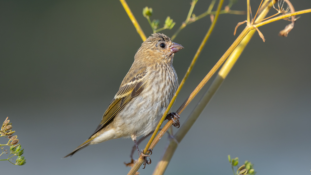 Common Rosefinch — Ana fotoğraf